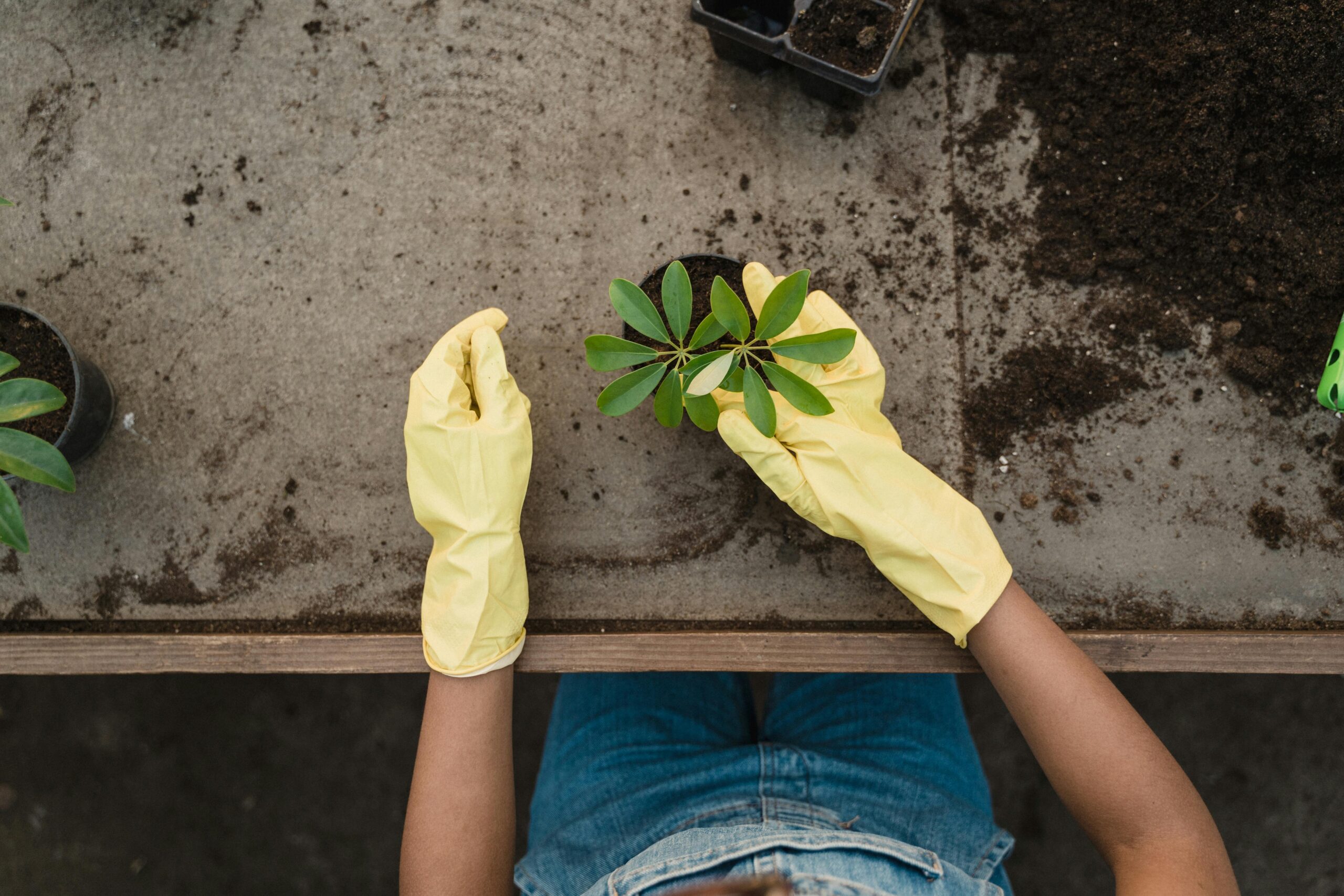 Gardening gloves
